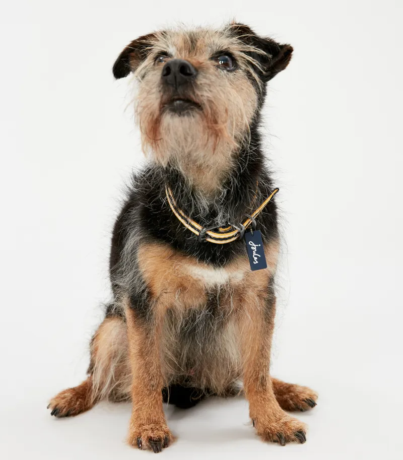 Joules Coastal Dog Collar Yellow and Navy-4